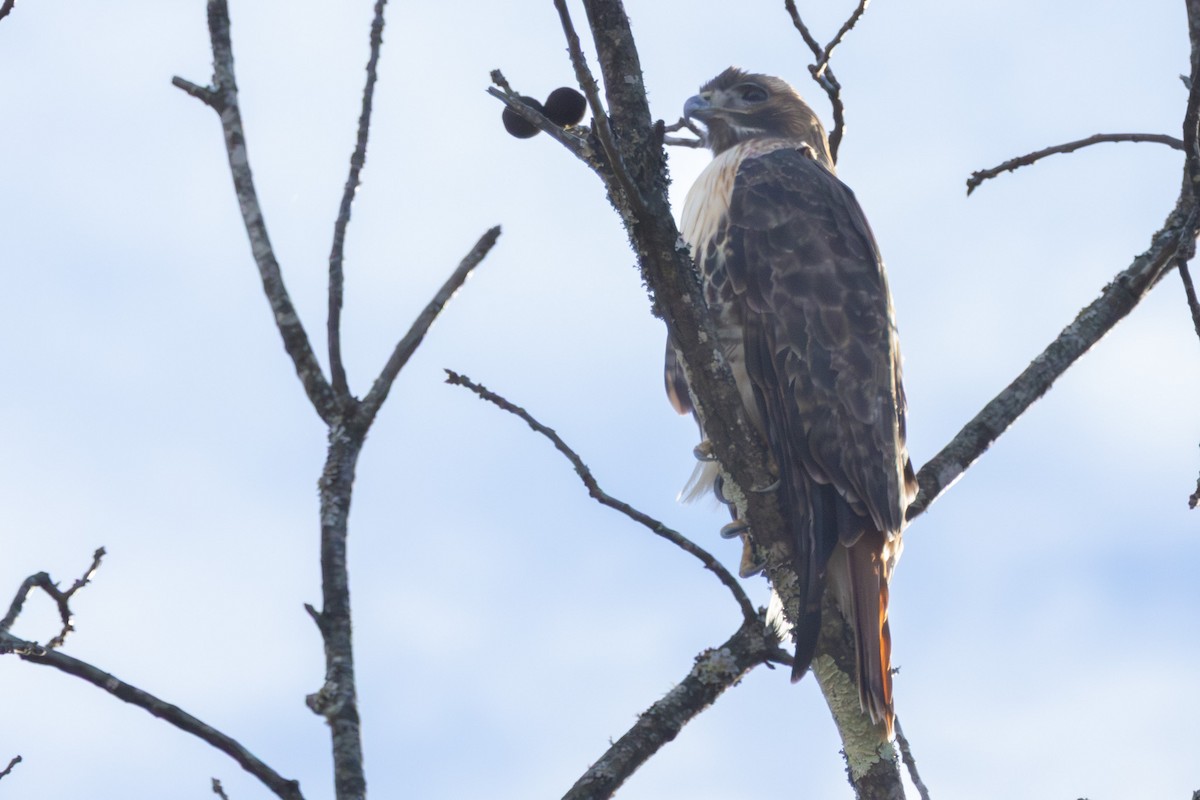Red-tailed Hawk - ML645953676