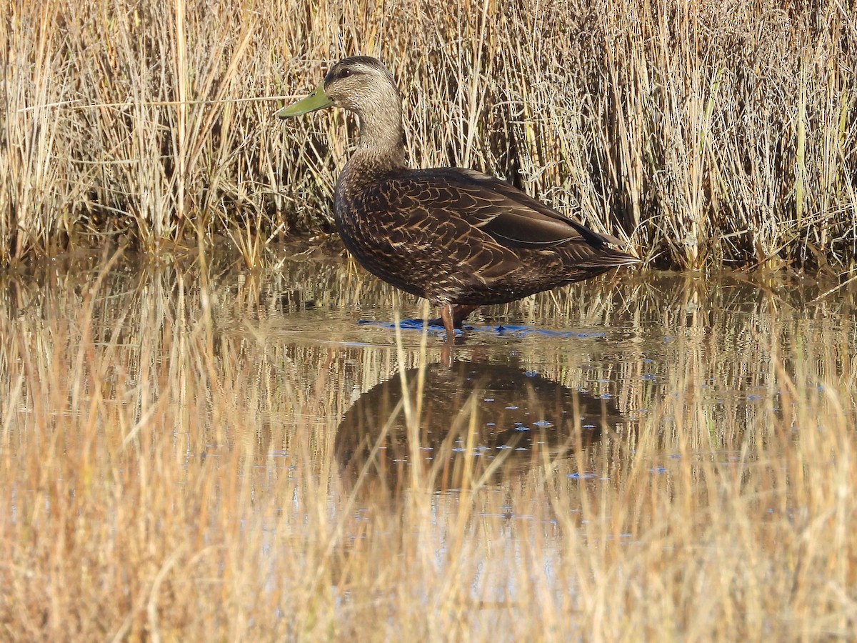 American Black Duck - ML645953677