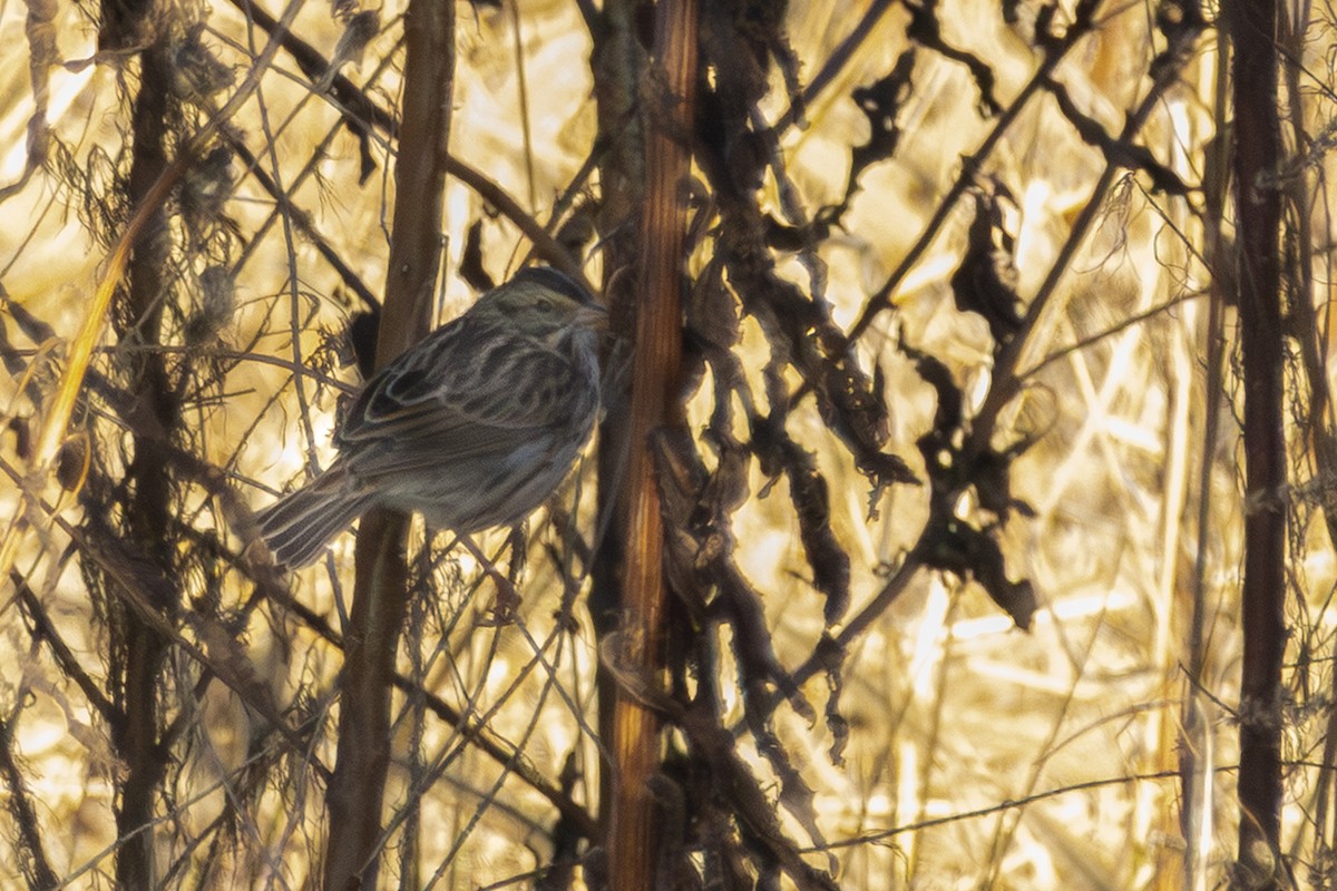 Savannah Sparrow - ML645953678