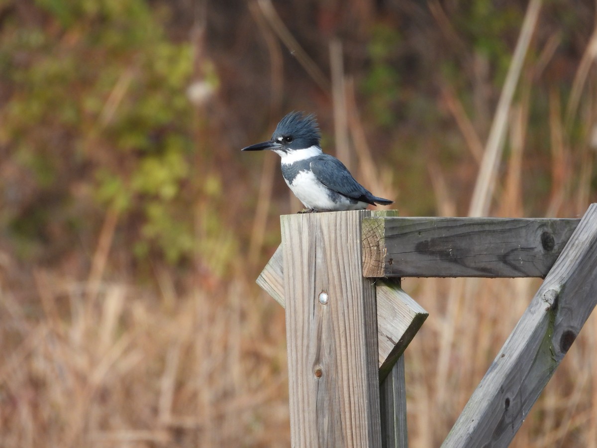 Belted Kingfisher - ML645953679