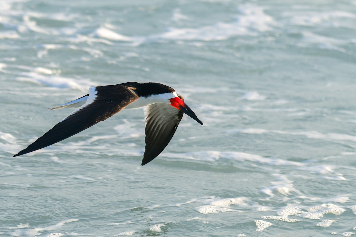 Black Skimmer - ML645953680