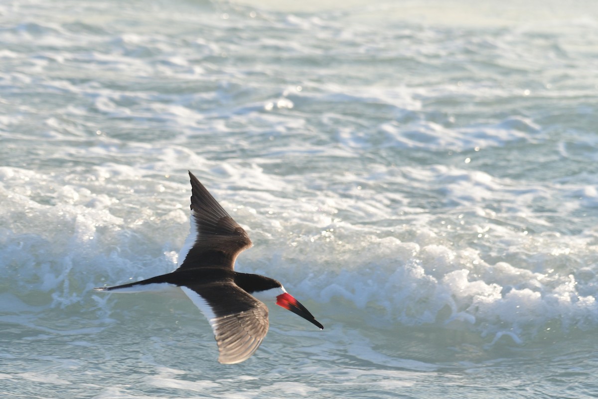 Black Skimmer - ML645953681