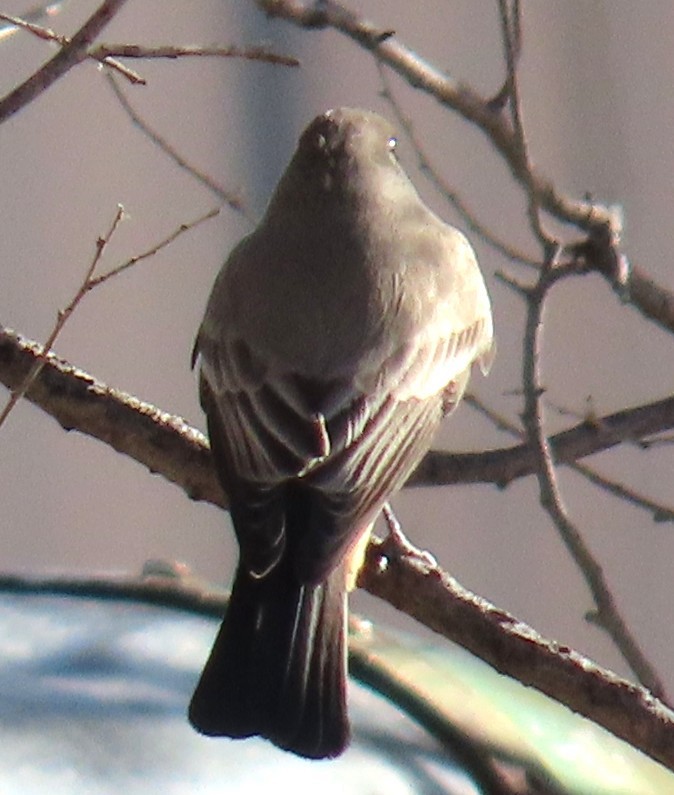 Say's Phoebe - ML645953682