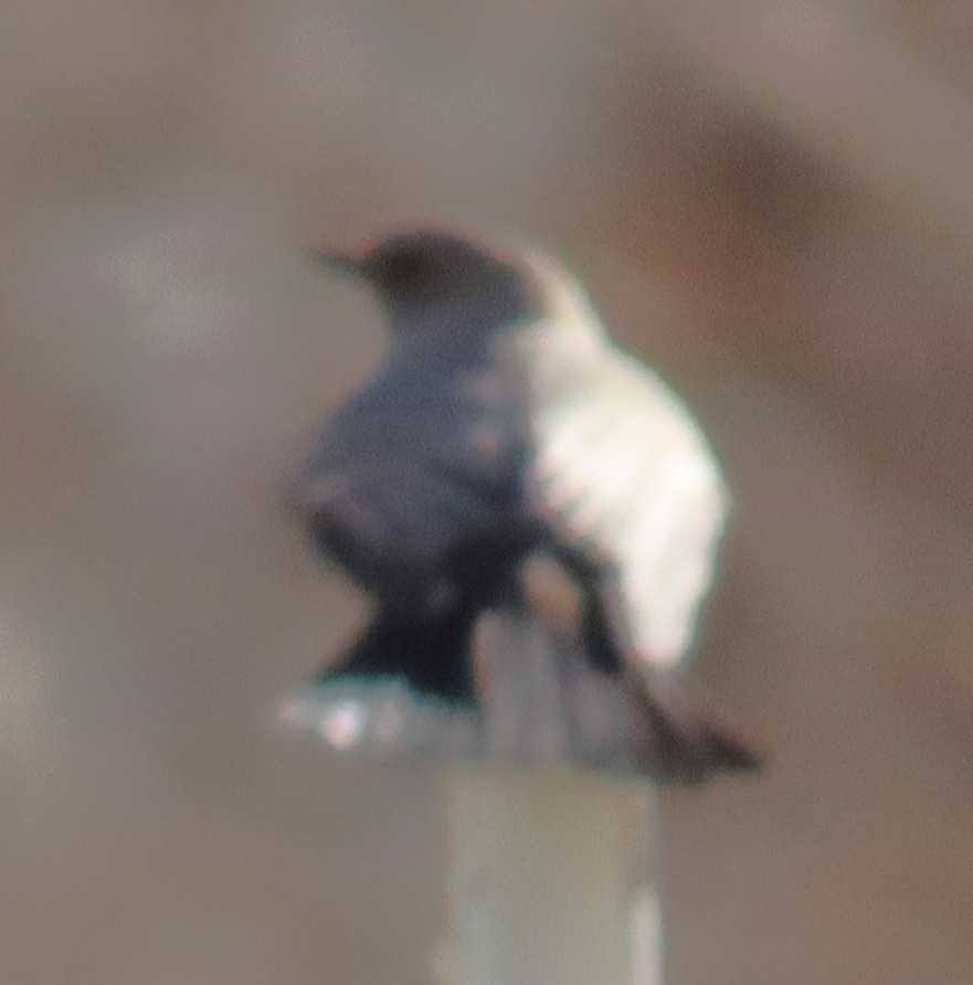 Say's Phoebe - ML645953683