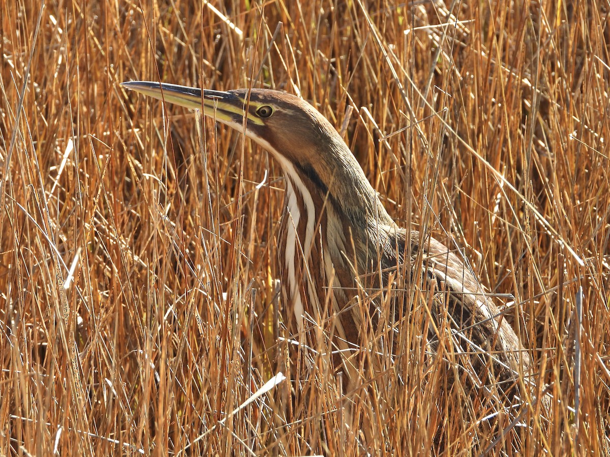 American Bittern - ML645953684