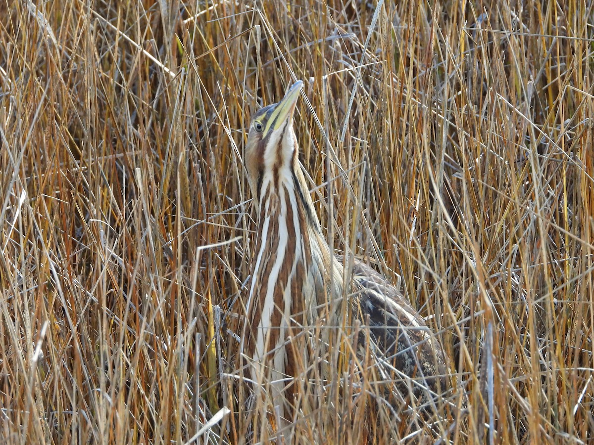 American Bittern - ML645953685
