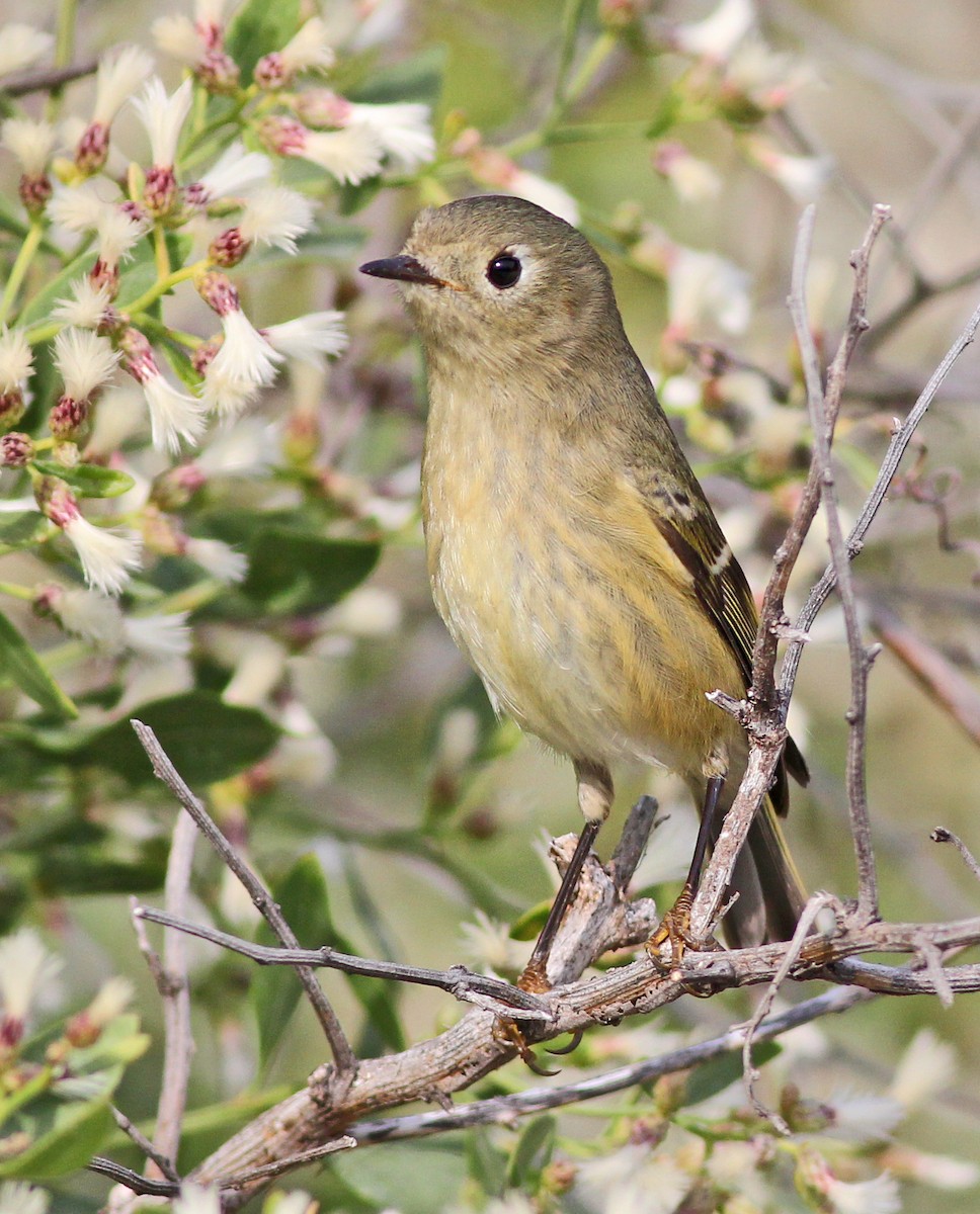 Ruby-crowned Kinglet - ML645953686