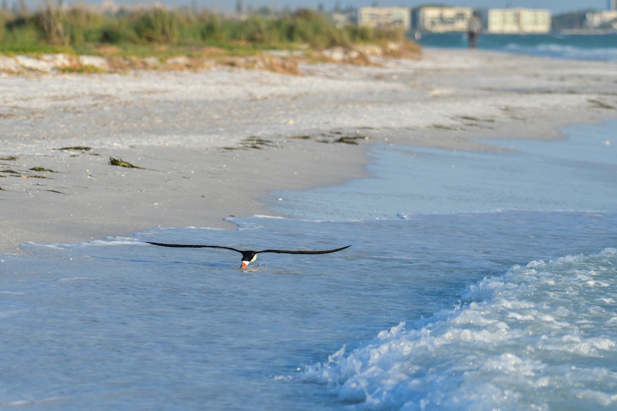 Black Skimmer - ML645953687