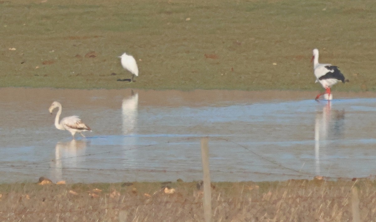 Greater Flamingo - ML645953688