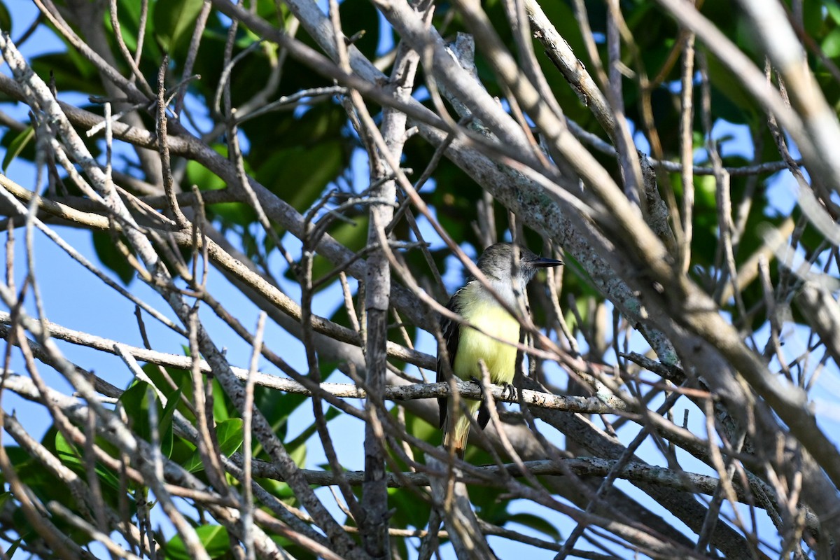 Myiarchus sp. - ML645953690