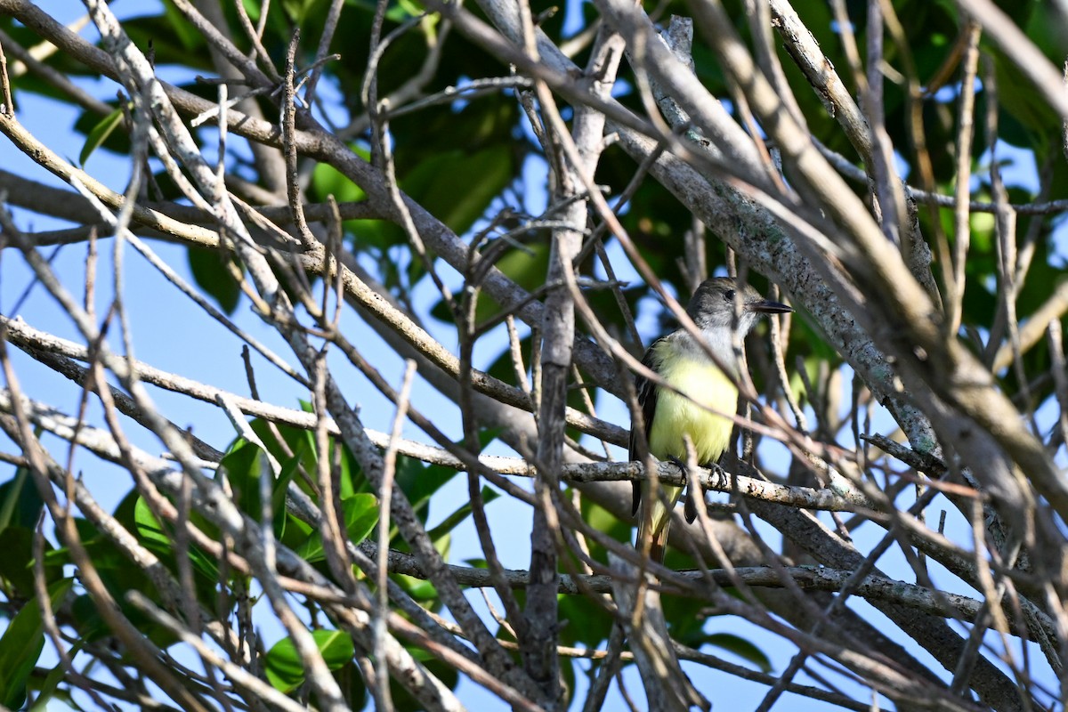 Myiarchus sp. - ML645953691