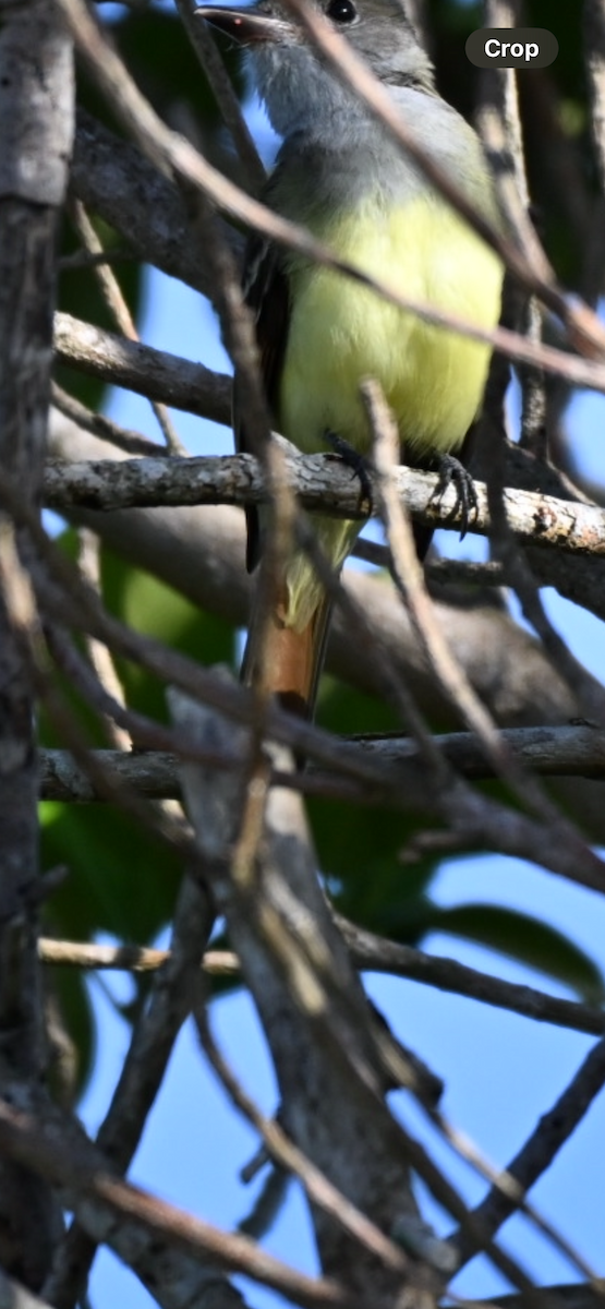 Myiarchus sp. - ML645953692