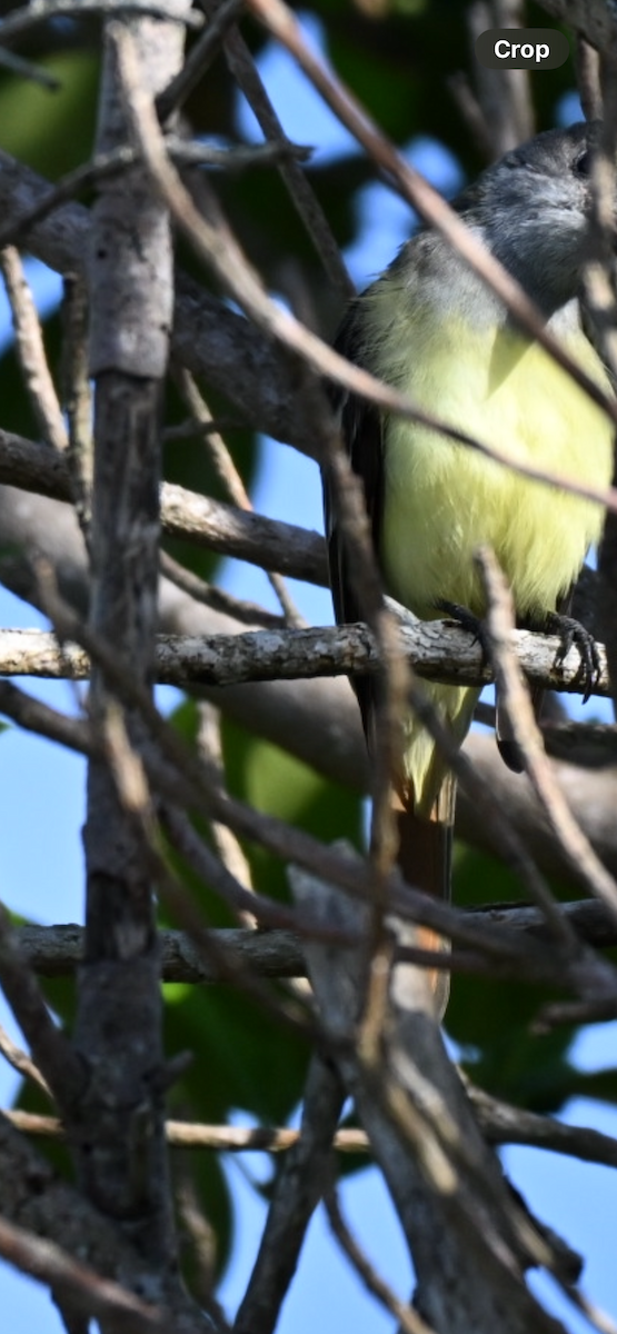 Myiarchus sp. - ML645953693