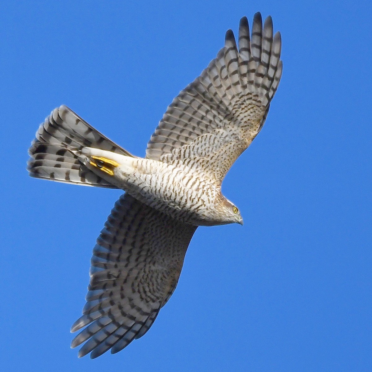 Eurasian Sparrowhawk - ML645953694