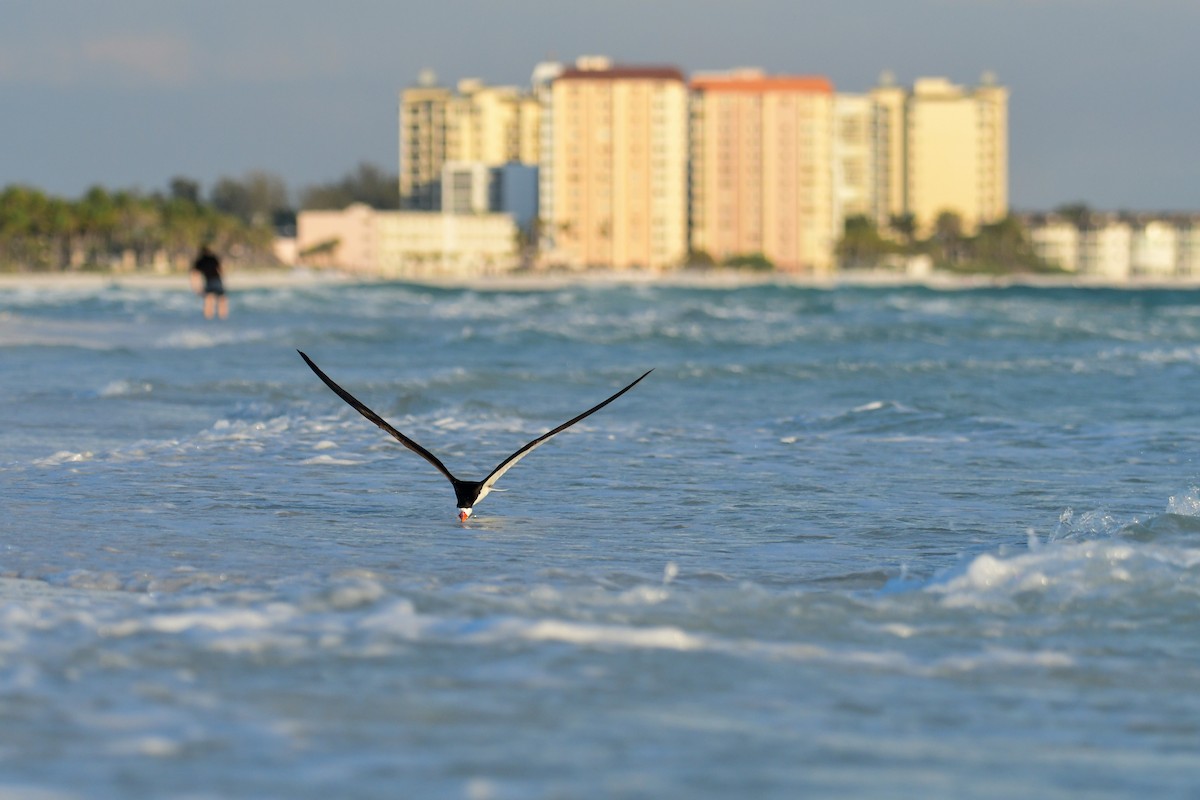 Black Skimmer - ML645953695