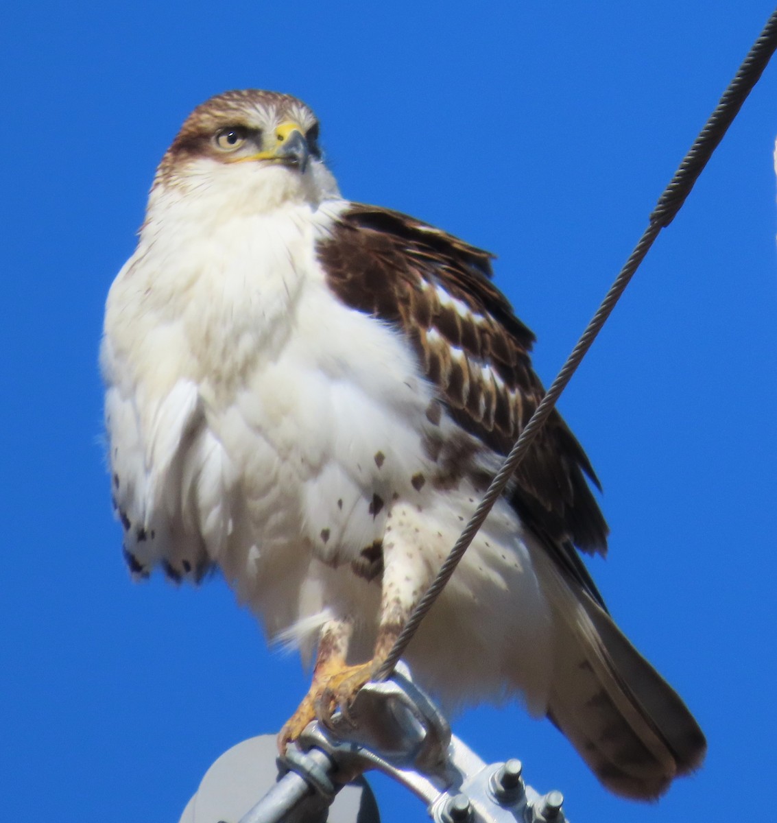 Ferruginous Hawk - ML645953696