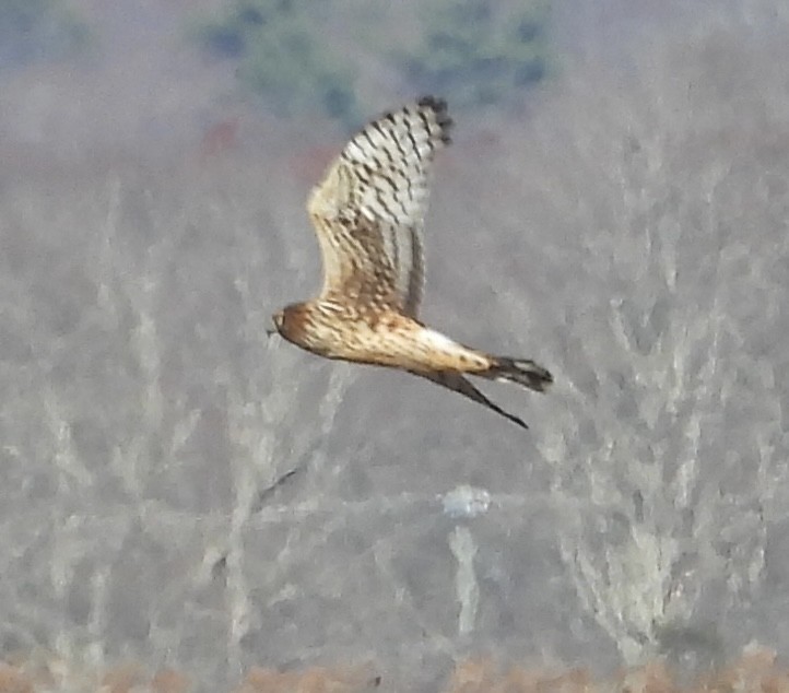 Northern Harrier - ML645953698