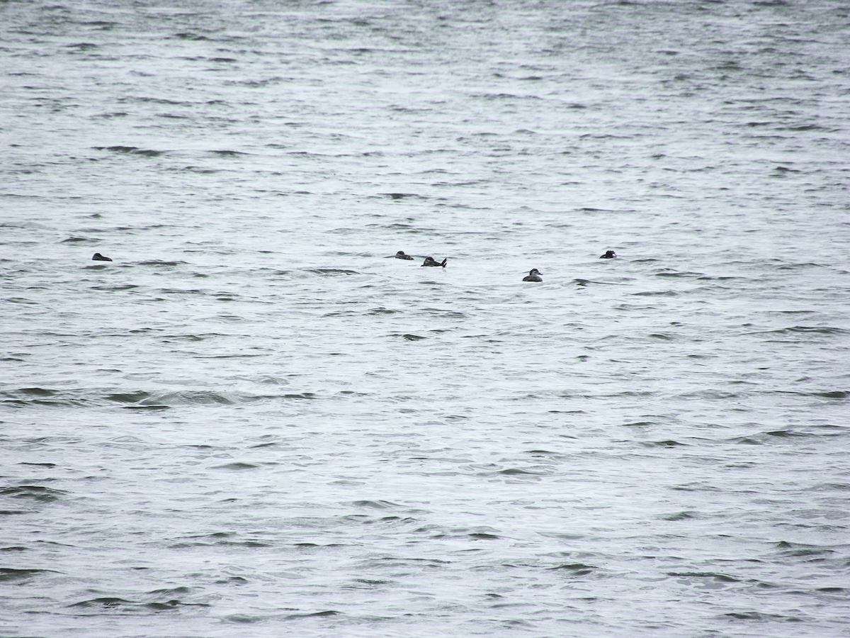 Gobbo della Giamaica - ML645953707