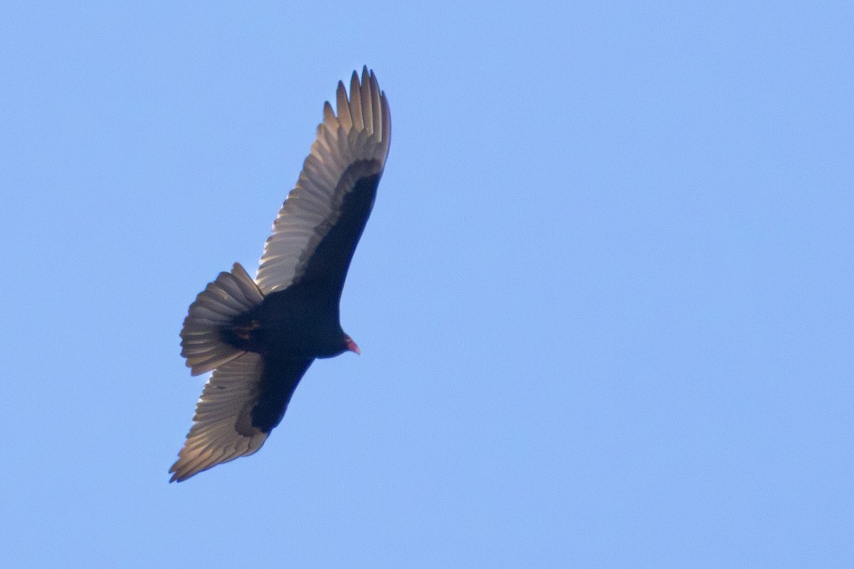 Turkey Vulture - ML645953714