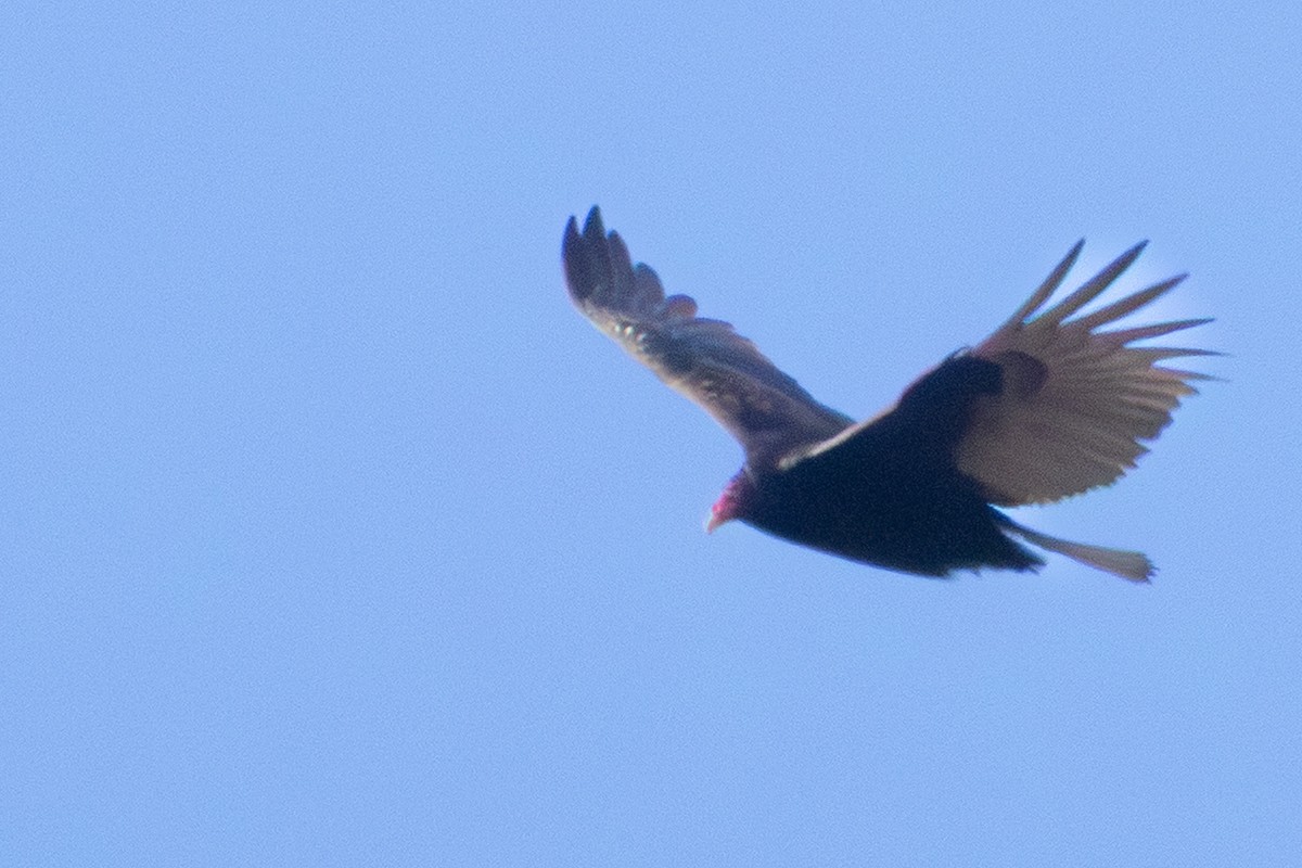 Turkey Vulture - ML645953715