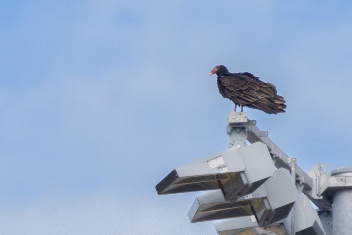 Turkey Vulture - ML645953717