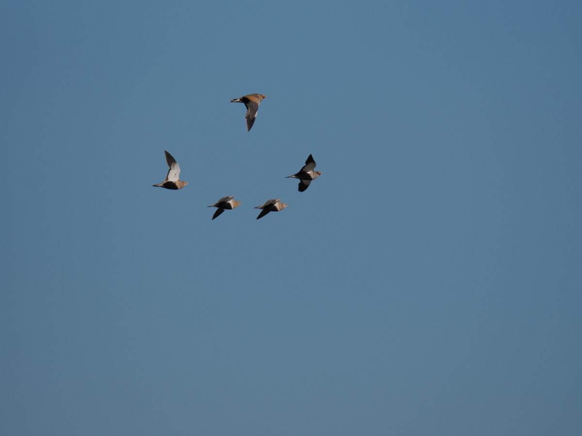 Black-bellied Sandgrouse - ML645953719