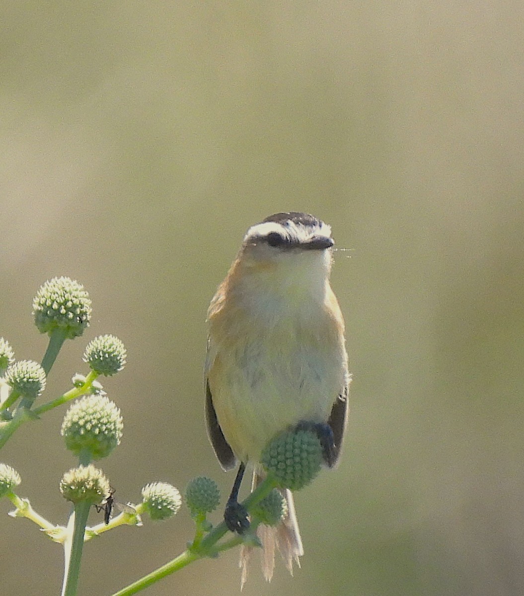 Sharp-tailed Tyrant - ML645953729