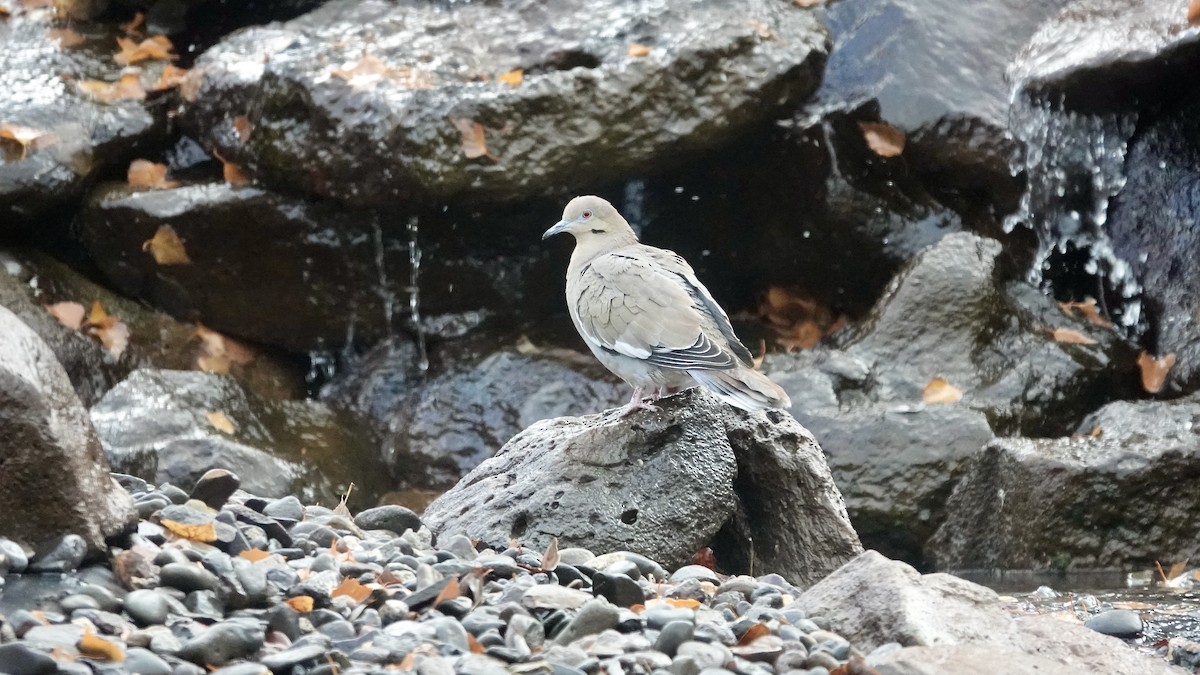 White-winged Dove - ML645953731