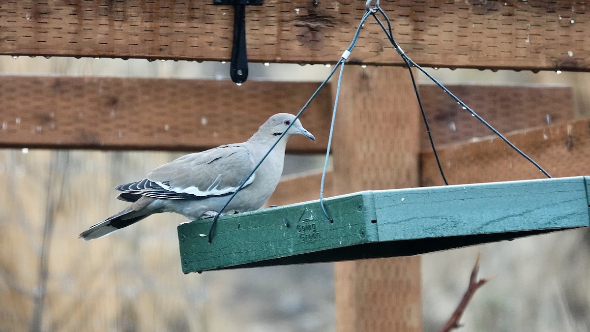 White-winged Dove - ML645953733