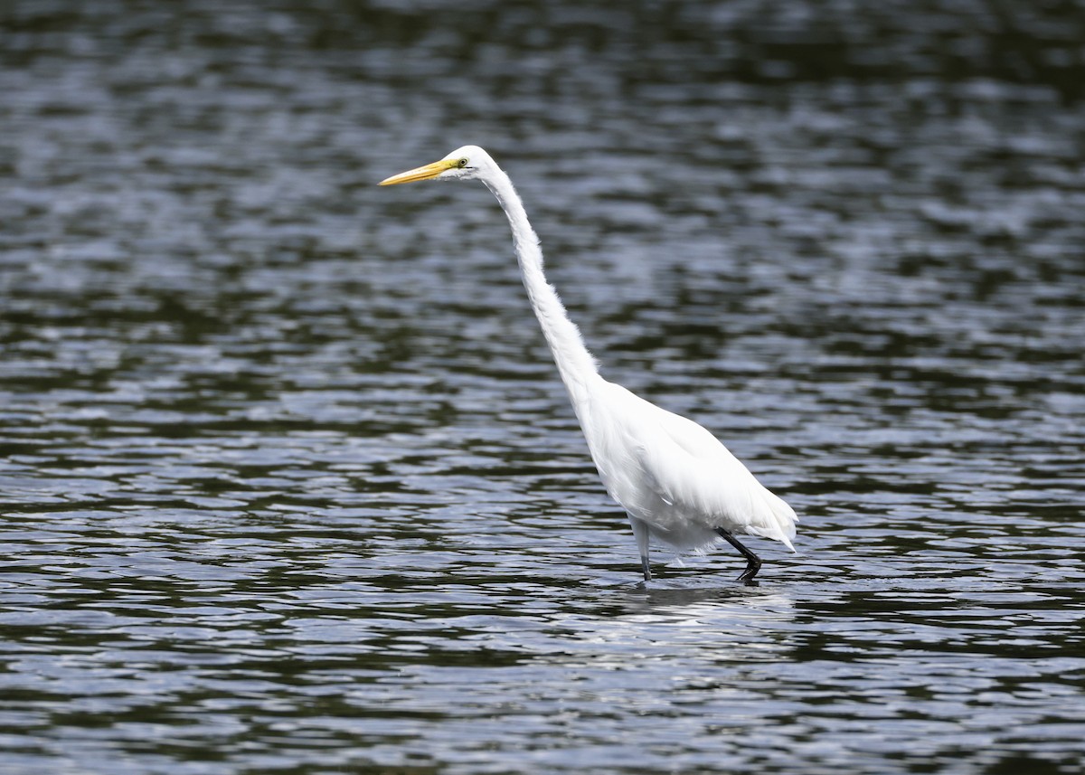 Büyük Ak Balıkçıl - ML645953740