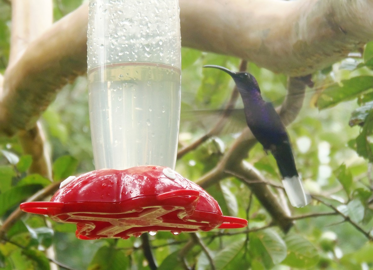 Violet Sabrewing - ML645953741