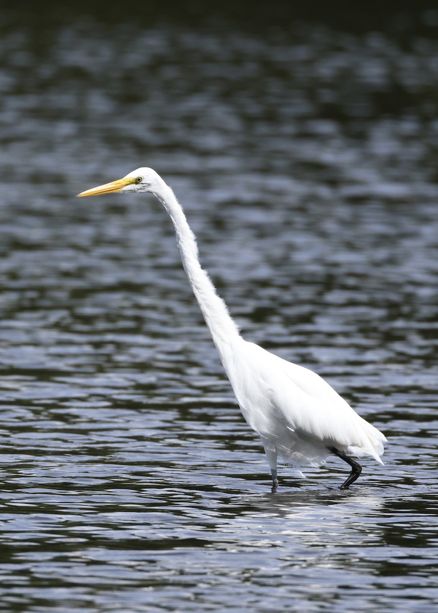 Büyük Ak Balıkçıl - ML645953742