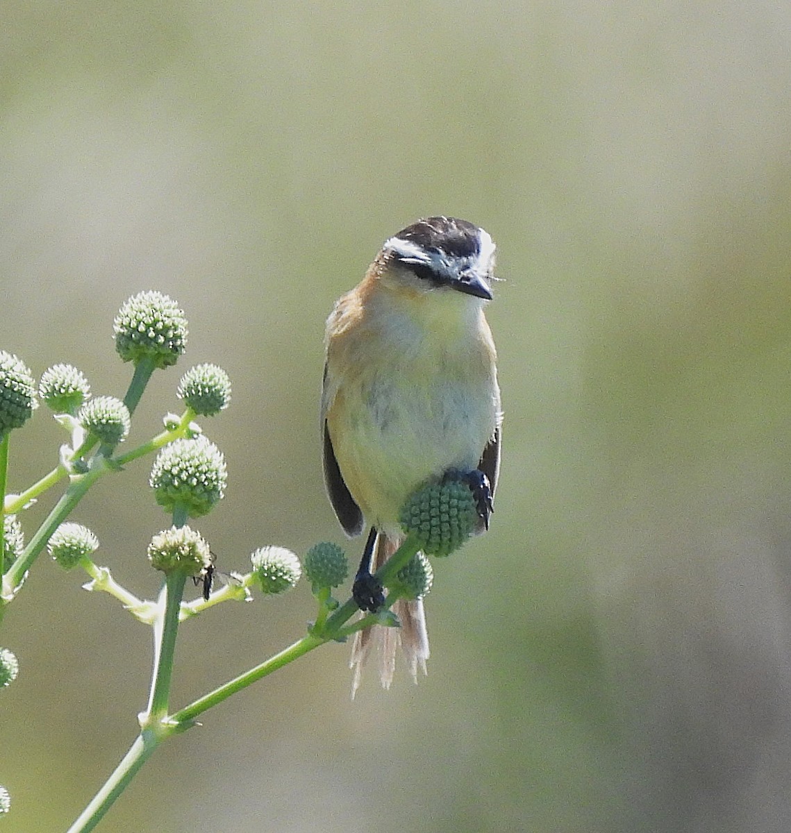 Sharp-tailed Tyrant - ML645953747