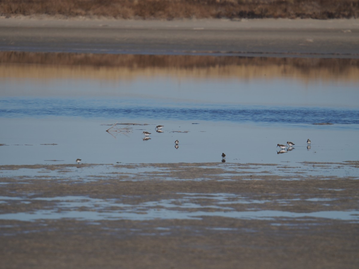 Dunlin - ML645953749