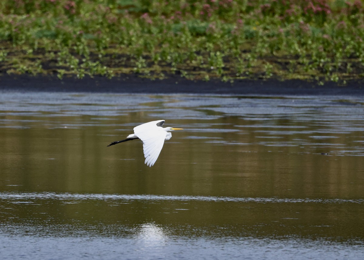 Büyük Ak Balıkçıl - ML645953754