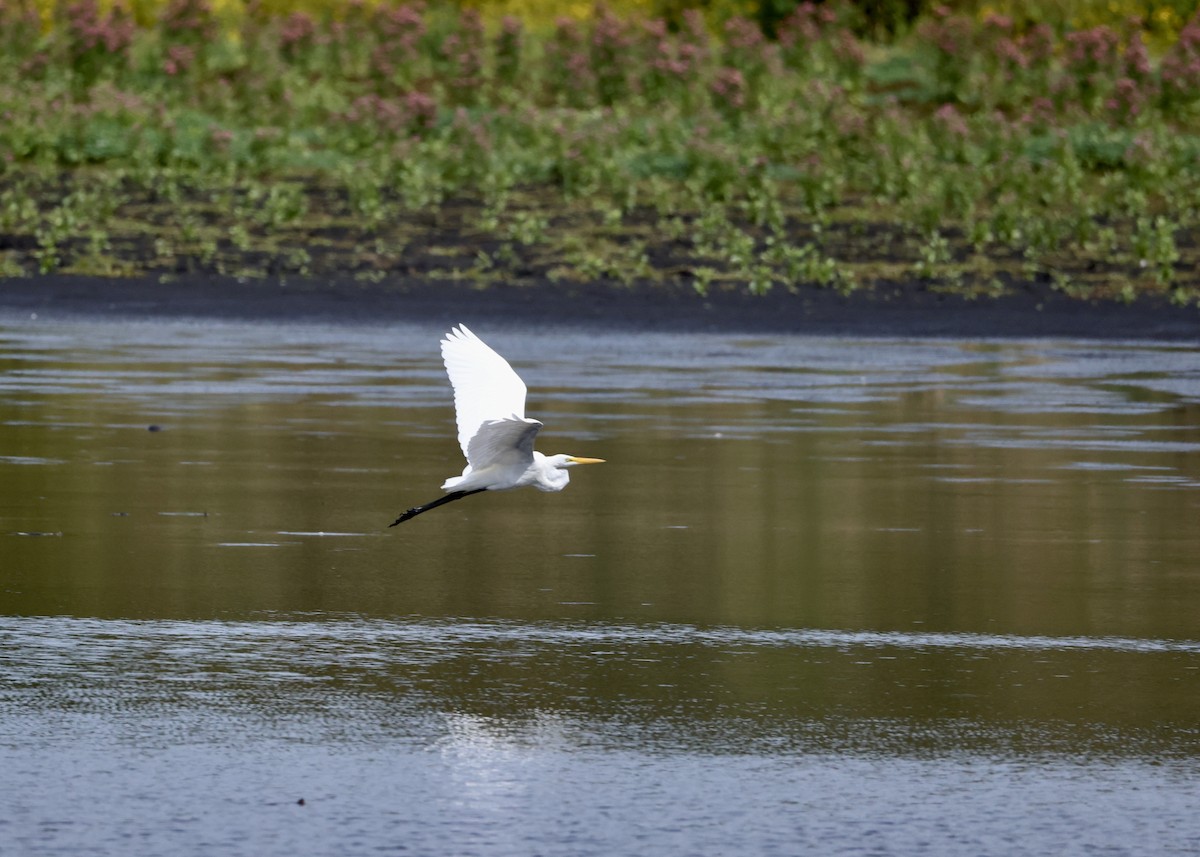 Büyük Ak Balıkçıl - ML645953755