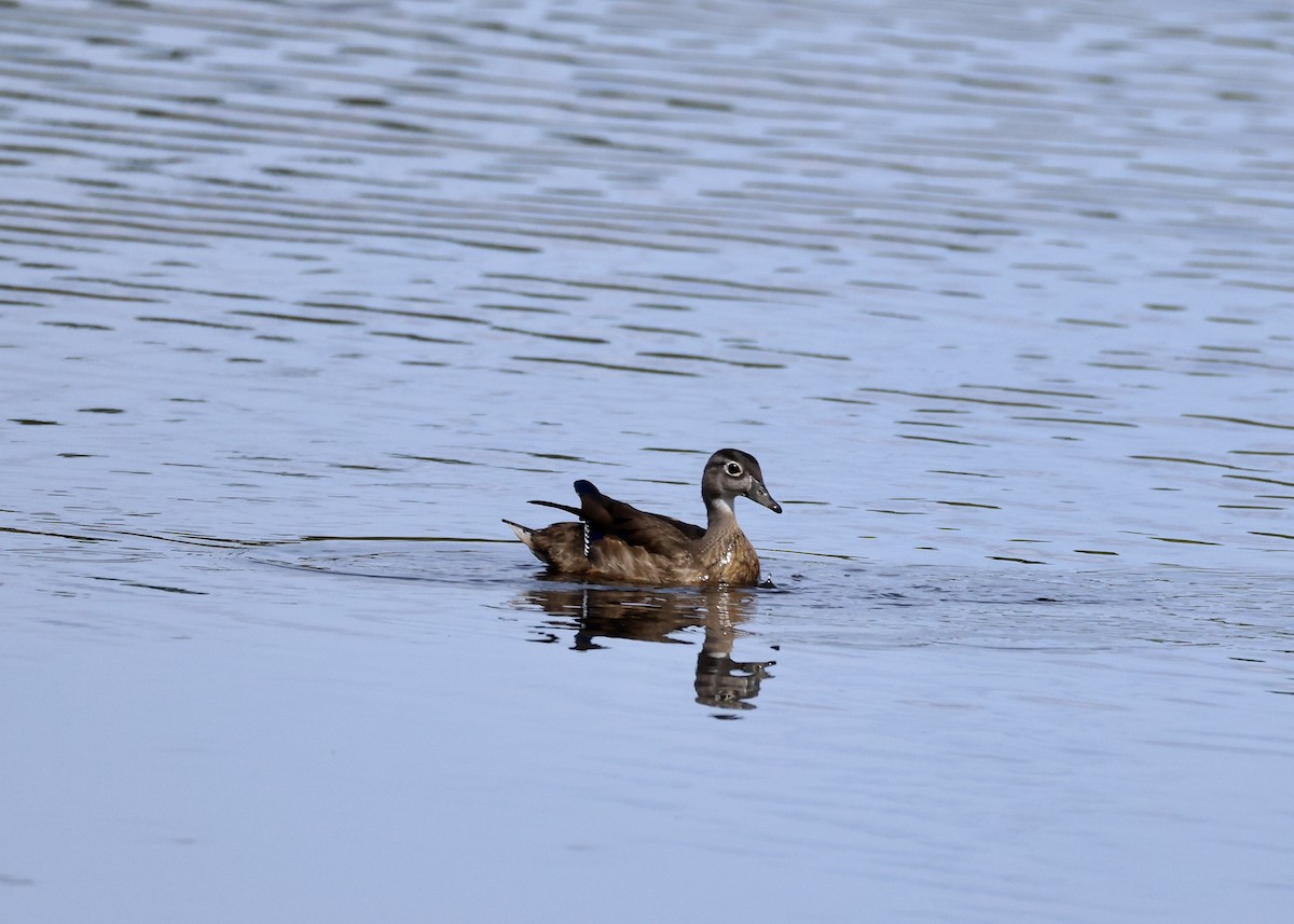 Orman Ördeği - ML645953762