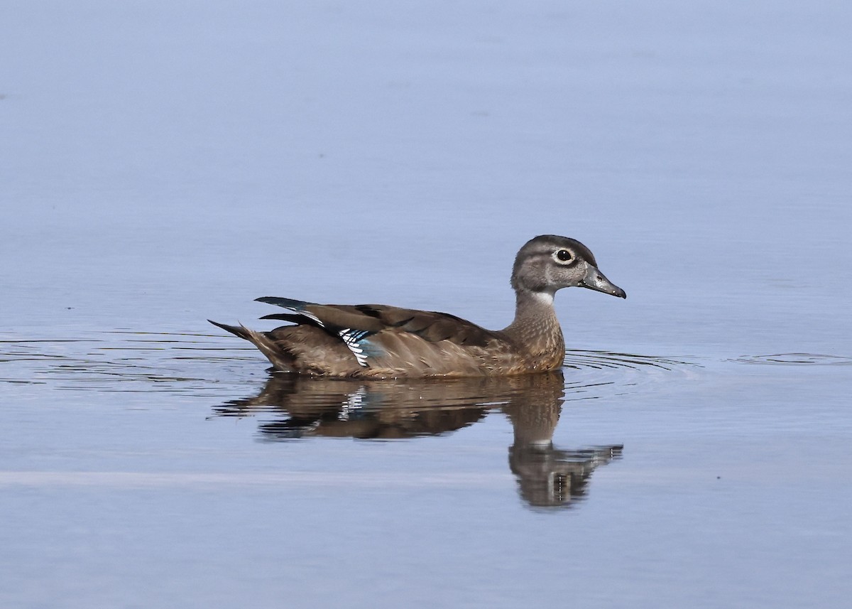 Orman Ördeği - ML645953765