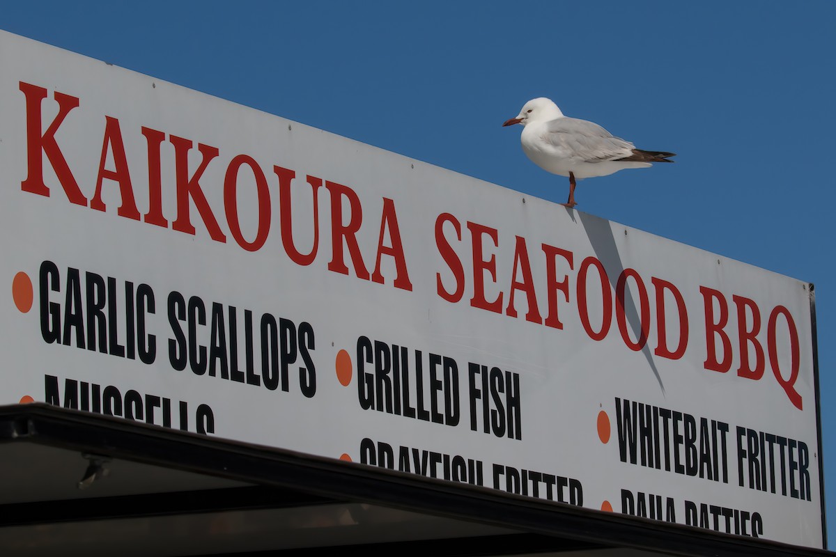 Silver Gull (Red-billed) - ML645953795