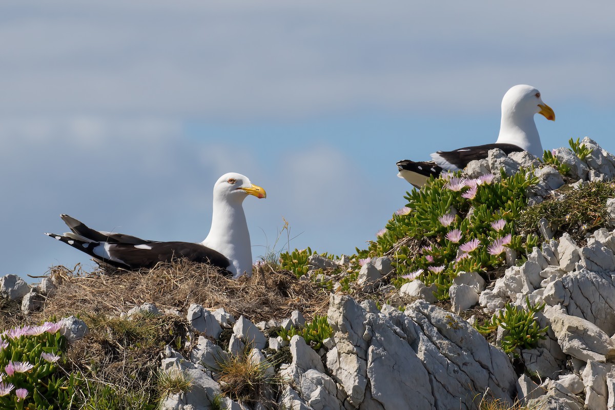 Kelp Gull - ML645953798