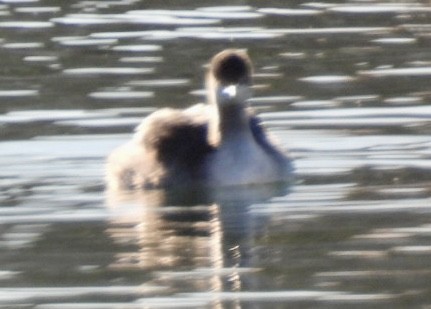Eared Grebe - ML645953799