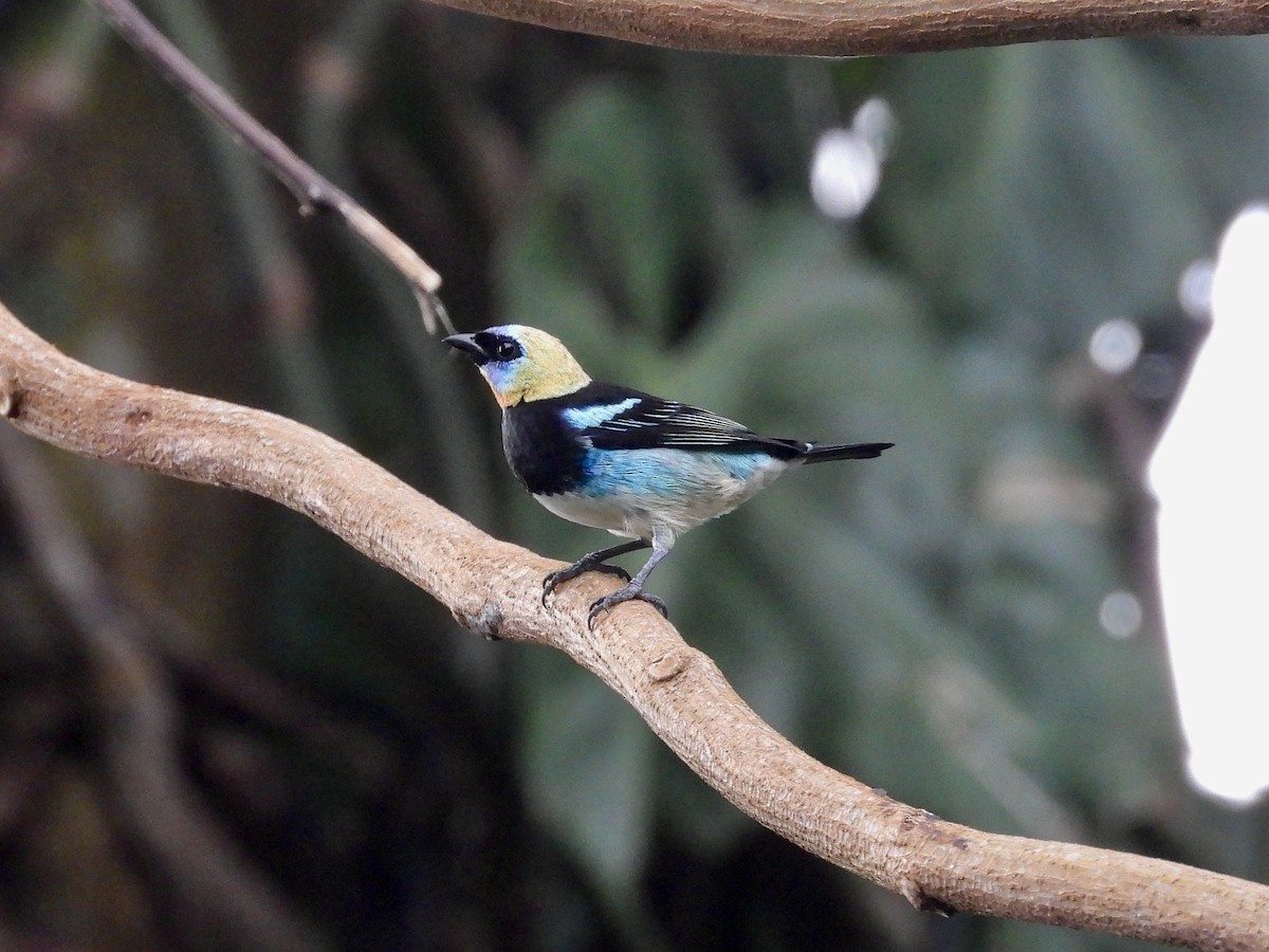 Золотистоголовая танагра - ML645953801