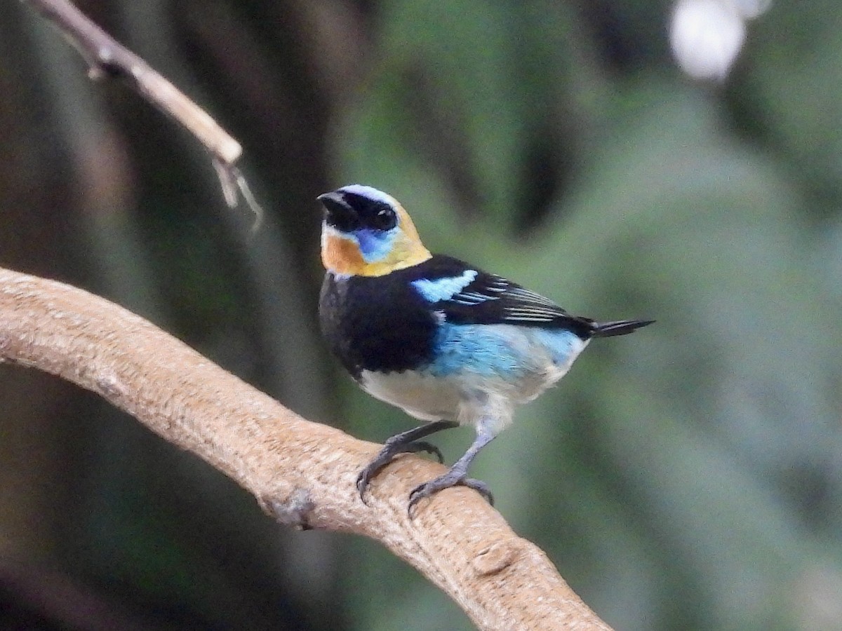 Золотистоголовая танагра - ML645953802