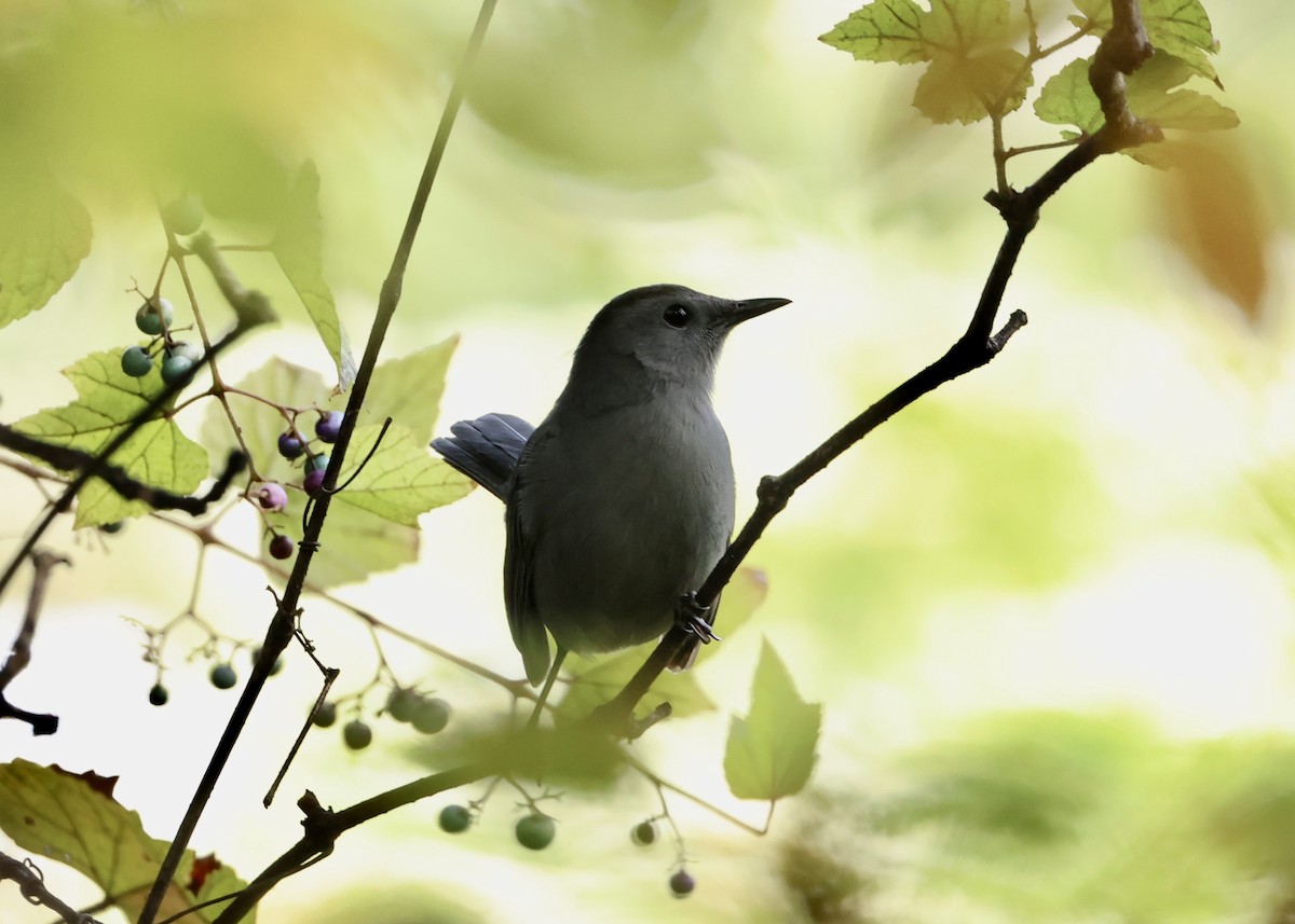Gray Catbird - ML645953808