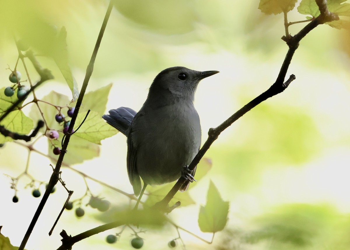 Gray Catbird - ML645953811