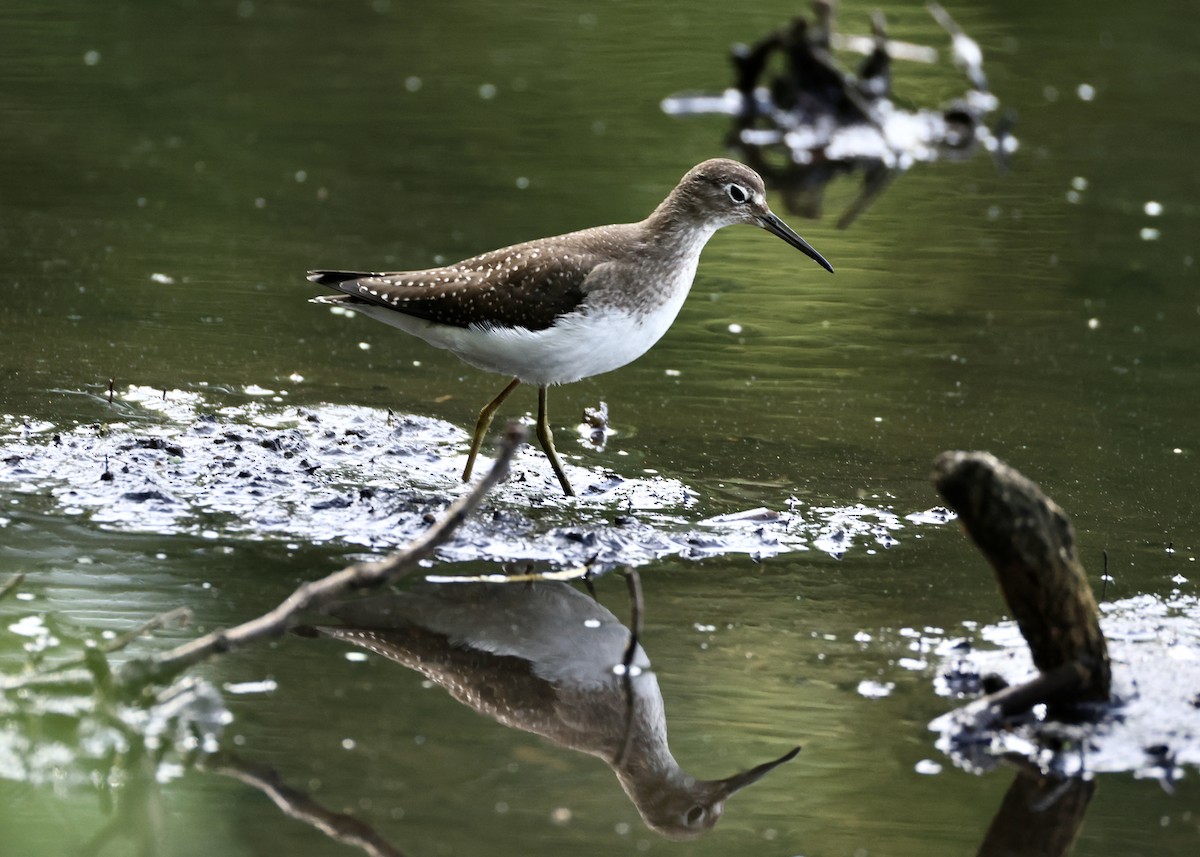 Solitary Sandpiper - ML645953814