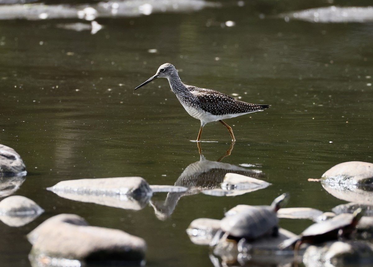 Greater Yellowlegs - ML645953816