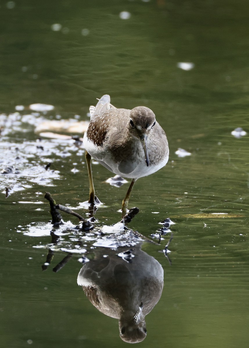 Solitary Sandpiper - ML645953818