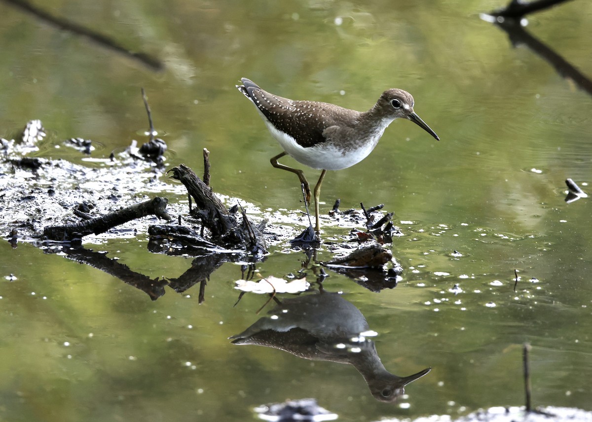Solitary Sandpiper - ML645953819