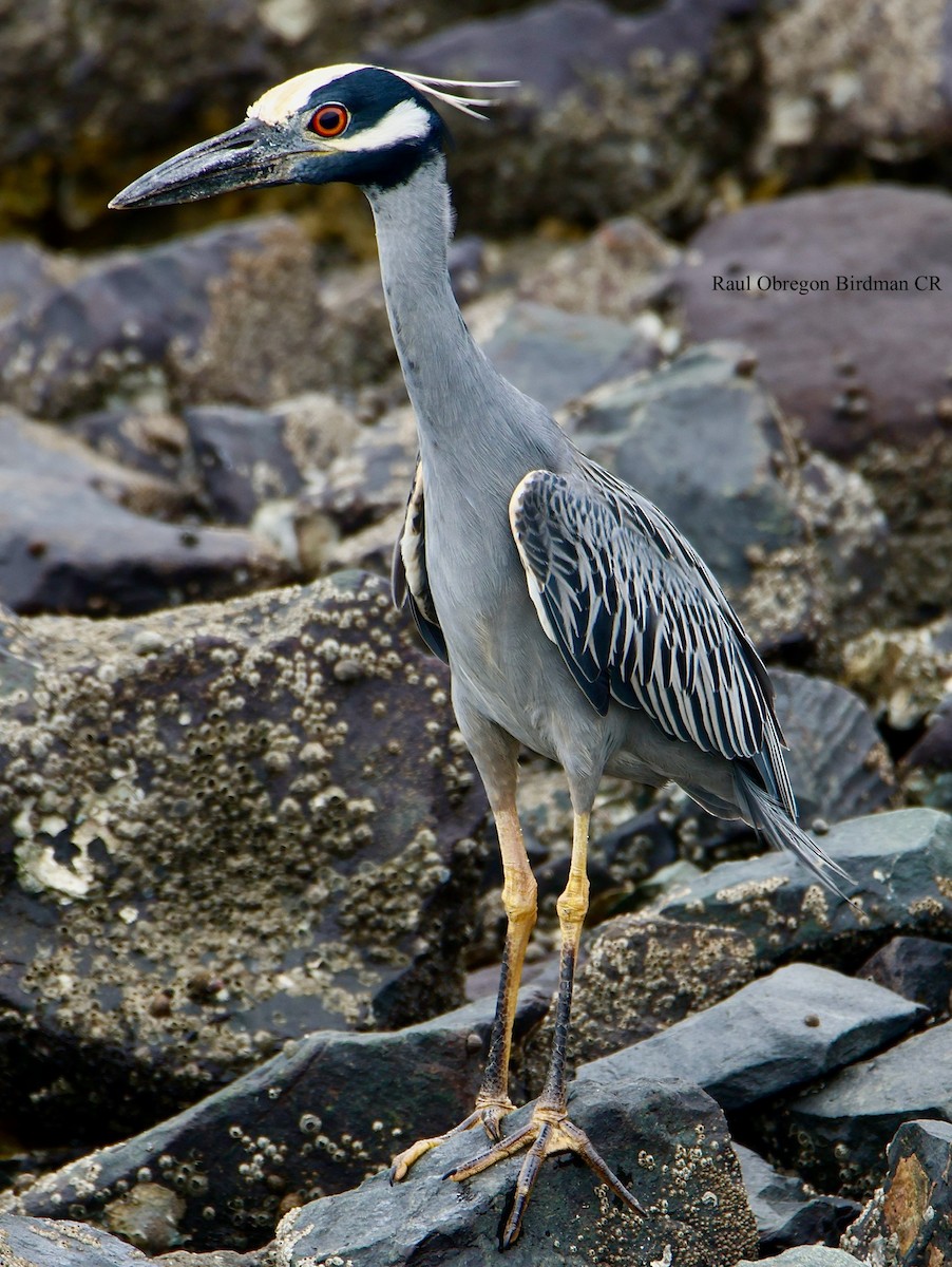 Yellow-crowned Night Heron - ML645953820